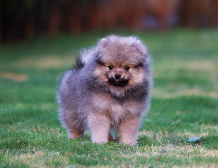 DogsIndia.com - Miniature Pomeranian - Meena Kennels