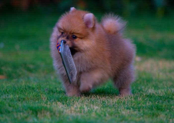 DogsIndia.com - Miniature Pomeranian - Meena Kennels