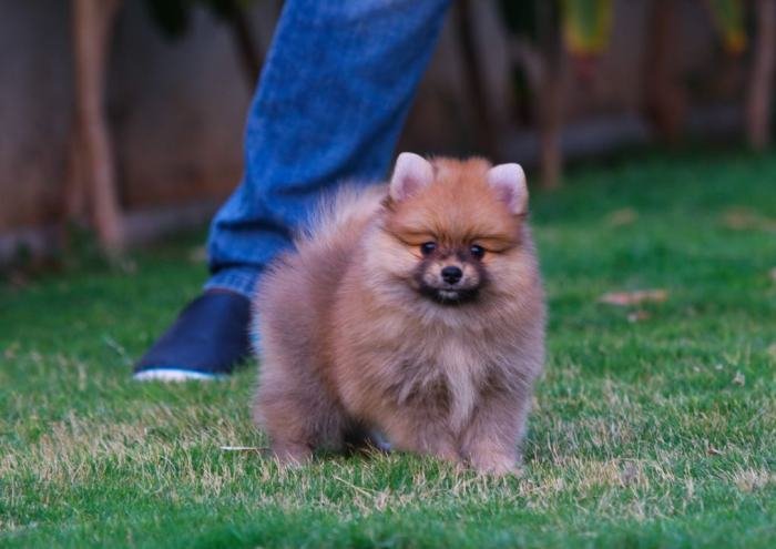 DogsIndia.com - Miniature Pomeranian - Meena Kennels