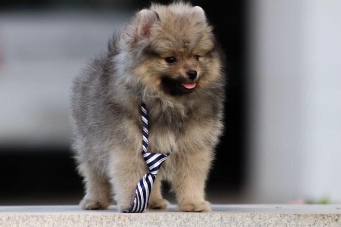 DogsIndia.com - Miniature Pomeranian - Meena Kennels