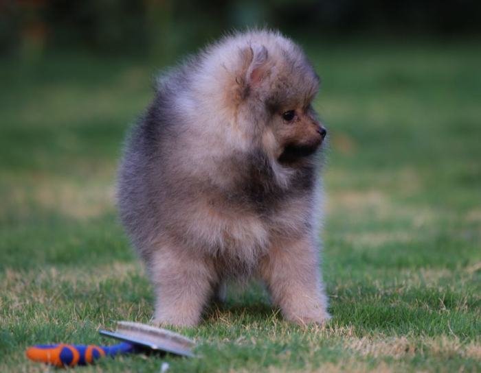 DogsIndia.com - Miniature Pomeranian - Meena Kennels