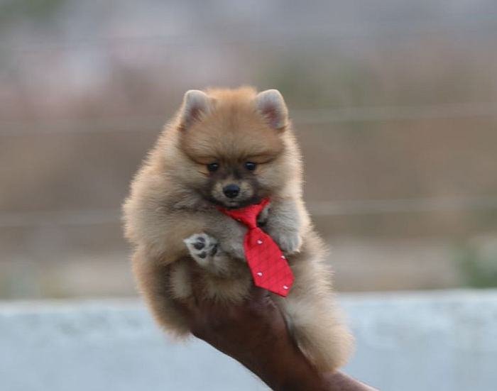 DogsIndia.com - Miniature Pomeranian - Meena Kennels