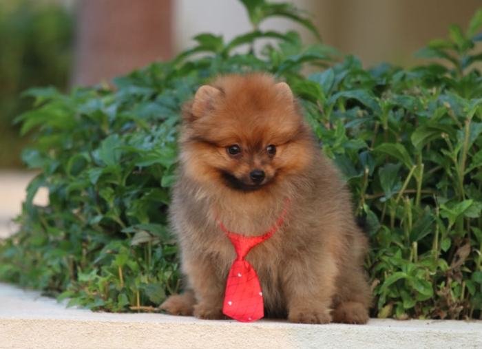 DogsIndia.com - Miniature Pomeranian - Meena Kennels