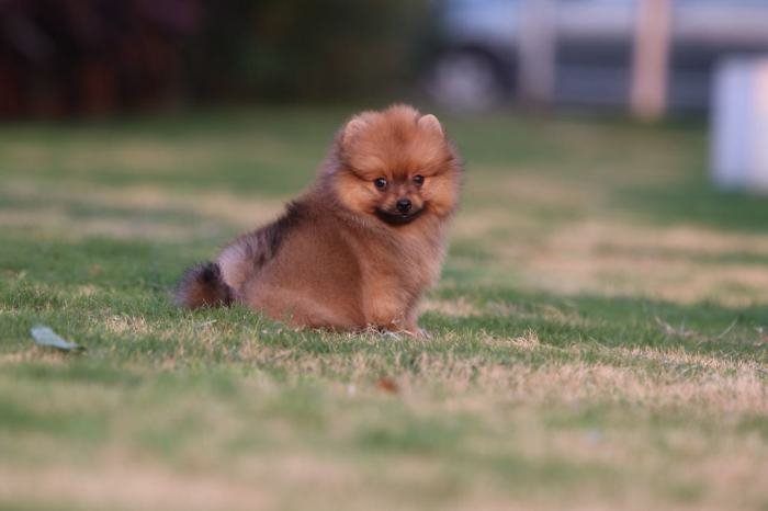 DogsIndia.com - Miniature Pomeranian - Meena Kennels