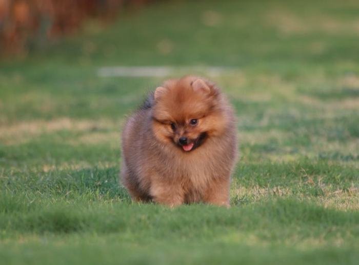 DogsIndia.com - Miniature Pomeranian - Meena Kennels