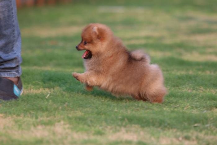DogsIndia.com - Miniature Pomeranian - Meena Kennels