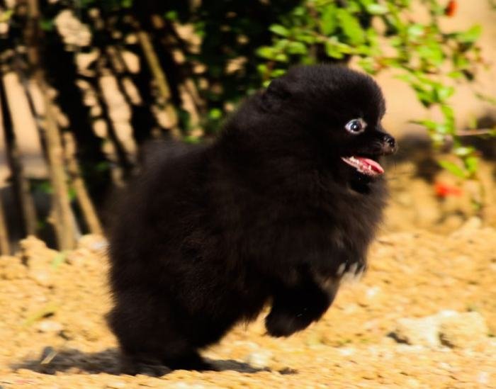 DogsIndia.com - Miniature Pomeranian - Meena Kennels