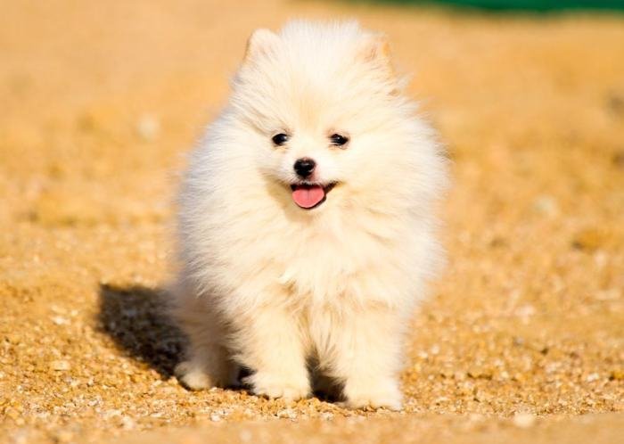 DogsIndia.com - Miniature Pomeranian - Meena Kennels