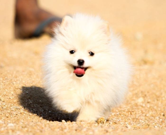 DogsIndia.com - Miniature Pomeranian - Meena Kennels