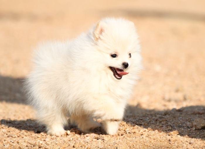 DogsIndia.com - Miniature Pomeranian - Meena Kennels