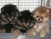 DogsIndia.com - Miniature Pomeranian - Meena Kennels