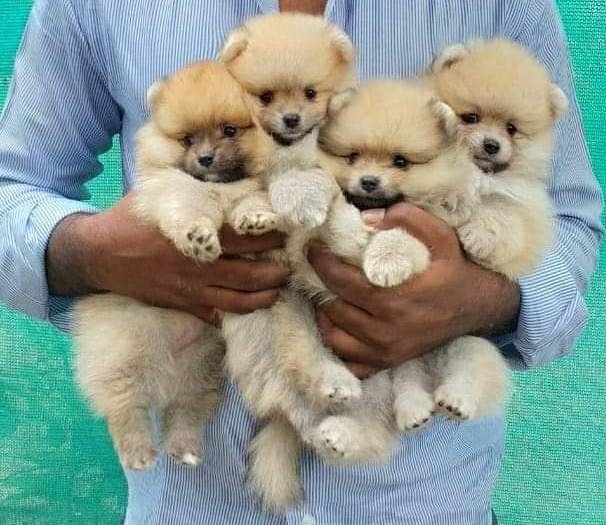 DogsIndia.com - Miniature Pomeranian - Meena Kennels