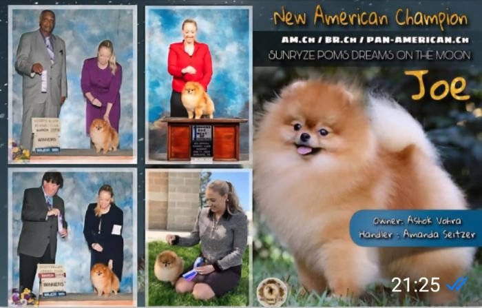 DogsIndia.com - Pomeranian - Mrinmoy Datta