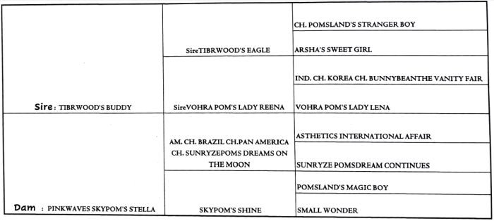 DogsIndia.com - Pomeranian - Mrinmoy Datta