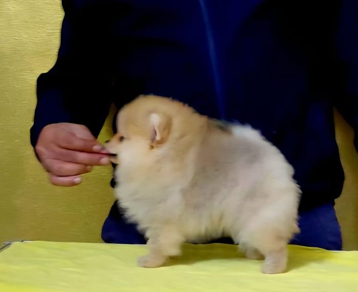 DogsIndia.com - Pomeranian - Mrinmoy Datta