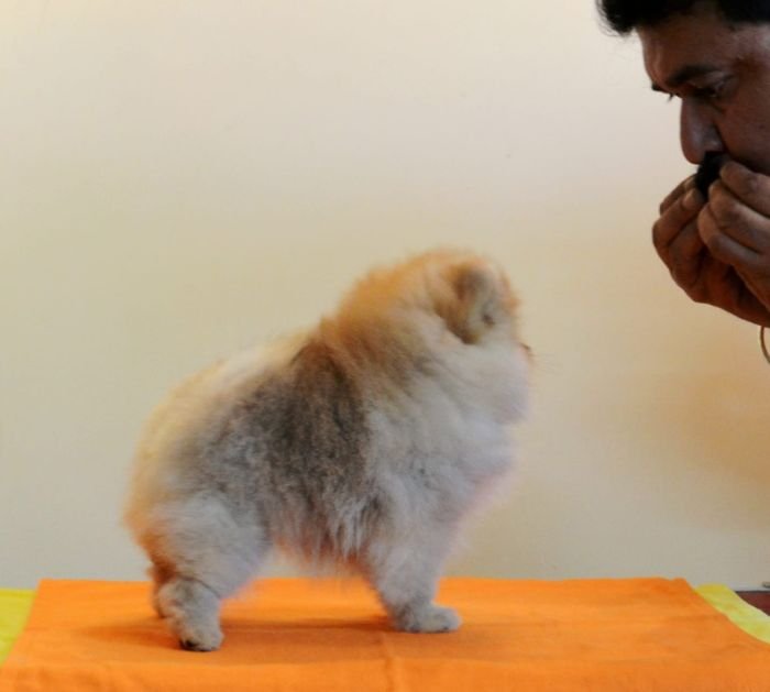 DogsIndia.com - Pomeranian - Mrinmoy Datta