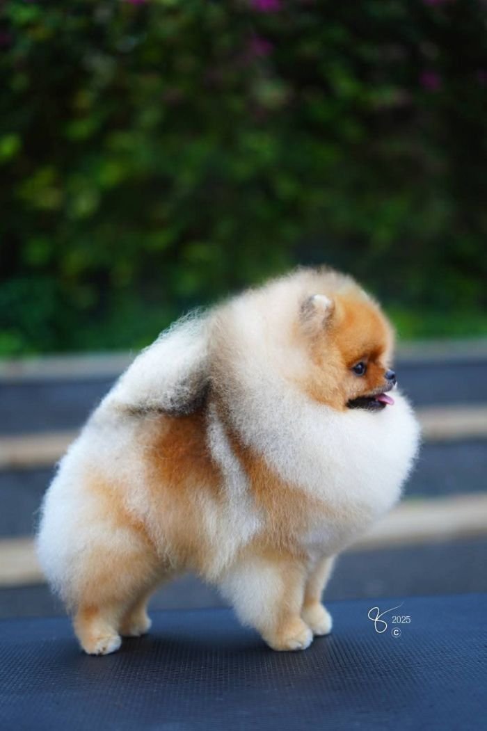 DogsIndia.com - Pomeranian - Mrinmoy Datta