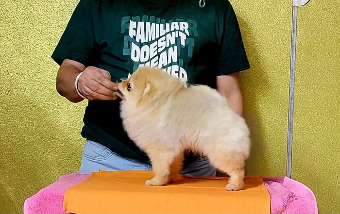 DogsIndia.com - Pomeranian - Mrinmoy Datta