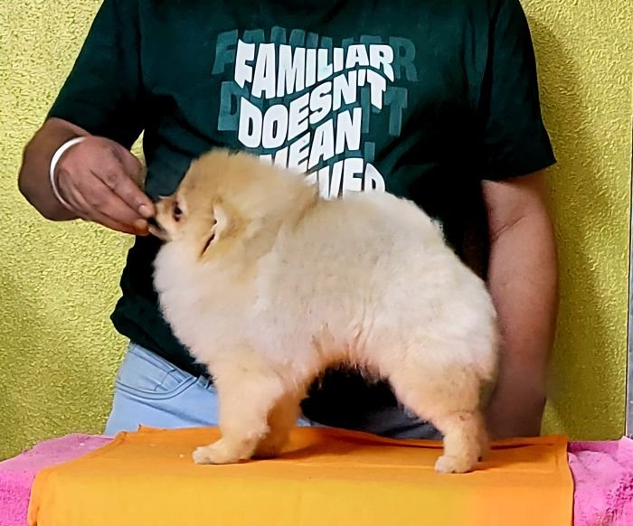 DogsIndia.com - Pomeranian - Mrinmoy Datta