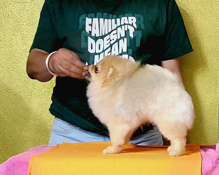 DogsIndia.com - Pomeranian - Mrinmoy Datta