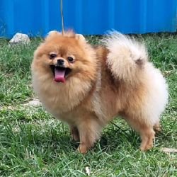 DogsIndia.com - Pomeranian - Mrinmoy Datta