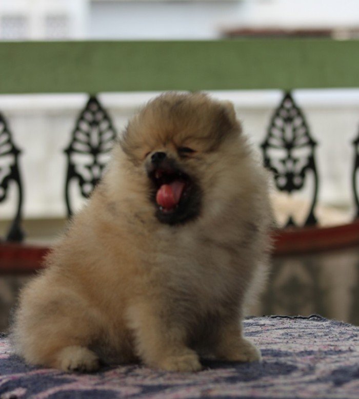 DogsIndia.com - Pomeranian - Sandeep and Saketh Ram