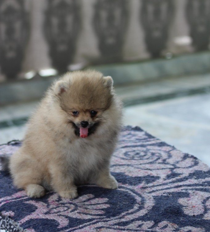 DogsIndia.com - Pomeranian - Sandeep and Saketh Ram