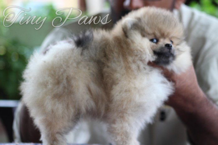 DogsIndia.com - Pomeranian - Sandeep and Saketh Ram