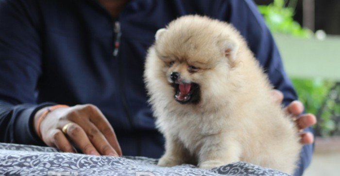 DogsIndia.com - Pomeranian - Sandeep and Saketh Ram
