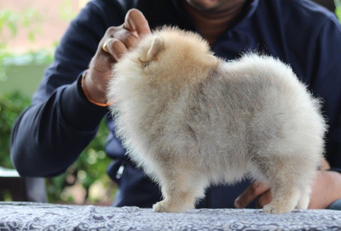 DogsIndia.com - Pomeranian - Sandeep and Saketh Ram