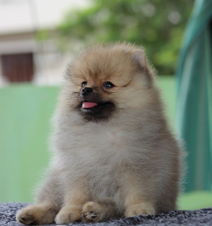 DogsIndia.com - Pomeranian - Sandeep and Saketh Ram