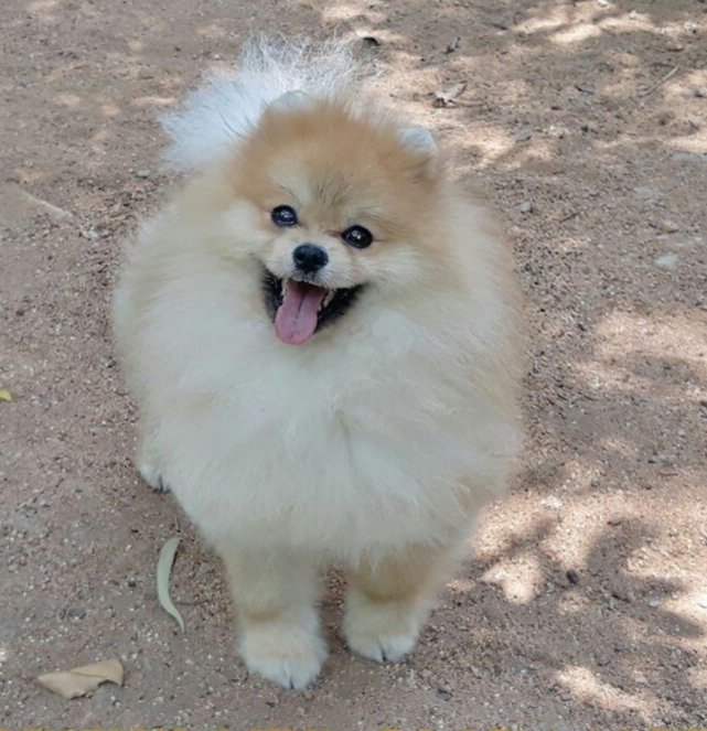 DogsIndia.com - Pomeranian - Sandeep and Saketh Ram