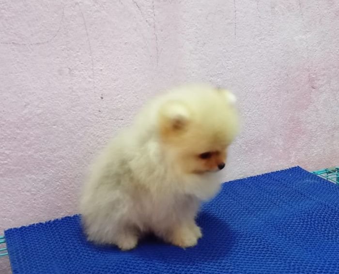 DogsIndia.com - Pomeranian - Sweta Kumari