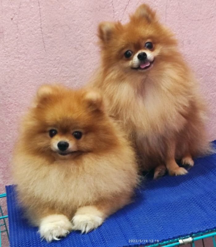 DogsIndia.com - Pomeranian - Sweta Kumari