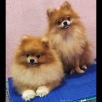 DogsIndia.com - Pomeranian - Sweta Kumari
