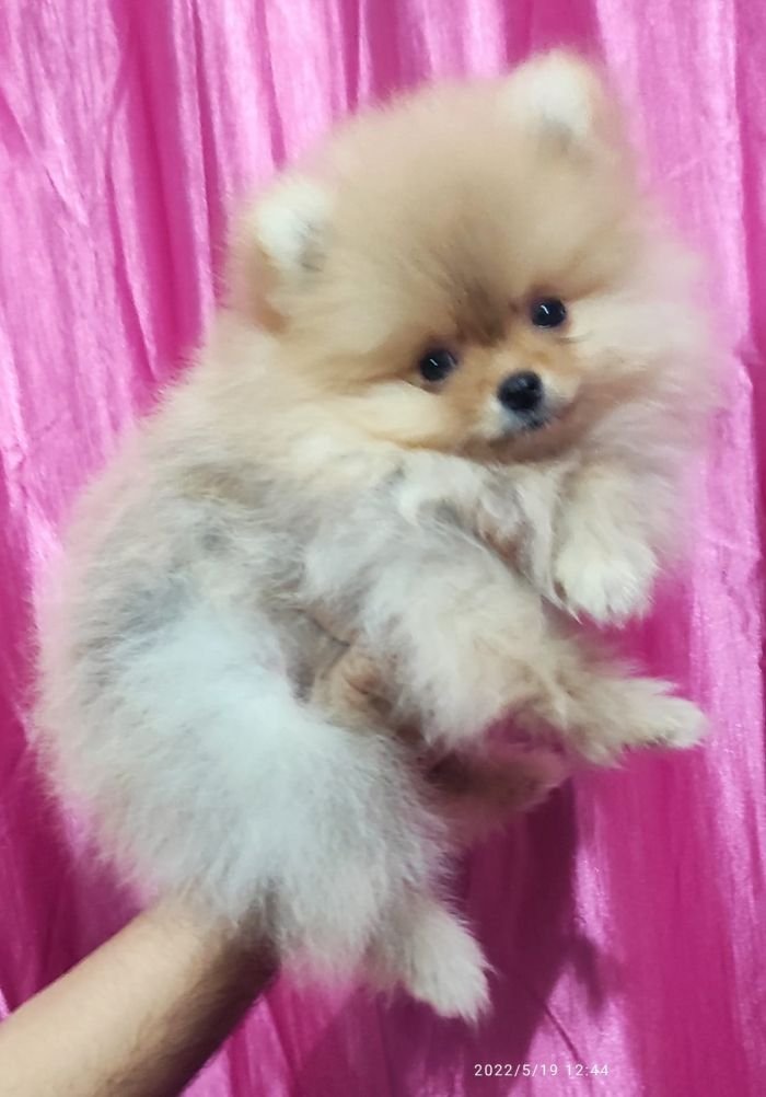 DogsIndia.com - Pomeranian - Sweta Kumari