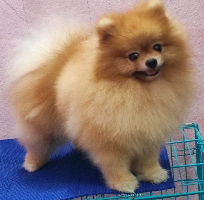 DogsIndia.com - Pomeranian - Sweta Kumari