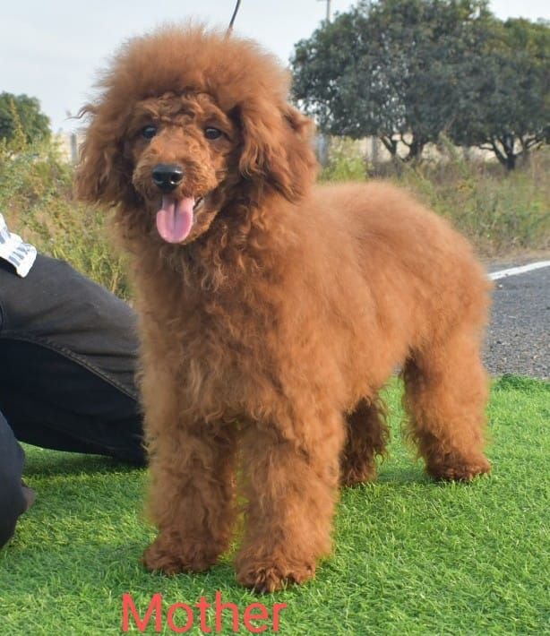 DogsIndia.com - Toy Poodle - Antony