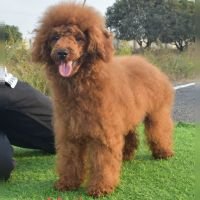 DogsIndia.com - Toy Poodle - Antony