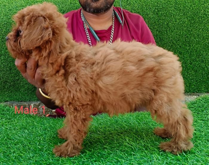 DogsIndia.com - Toy Poodle - Antony