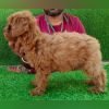 DogsIndia.com - Toy Poodle - Antony