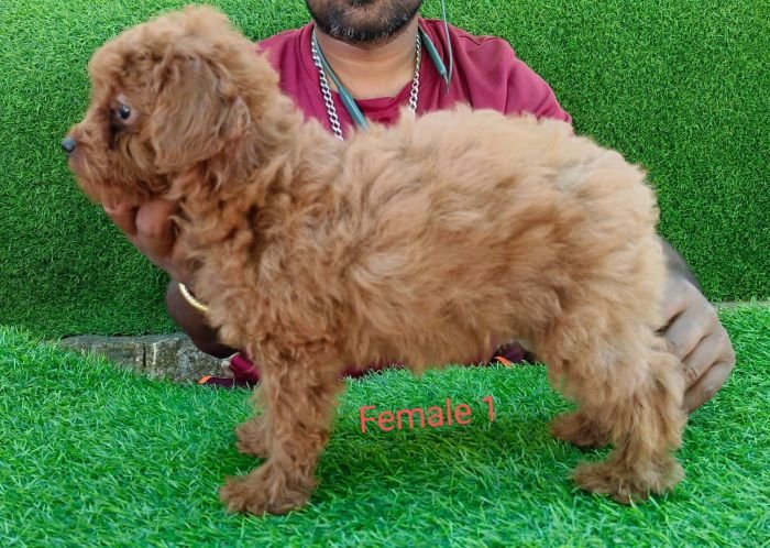 DogsIndia.com - Toy Poodle - Antony