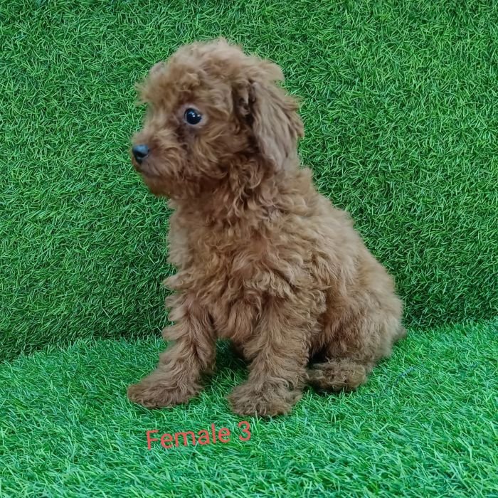 DogsIndia.com - Toy Poodle - Antony