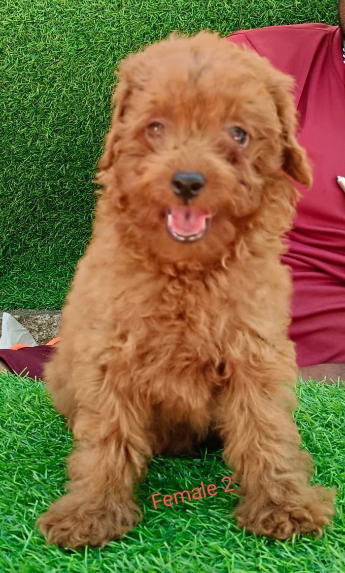 DogsIndia.com - Toy Poodle - Antony