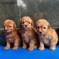 DogsIndia.com - Poodle - Gururaj