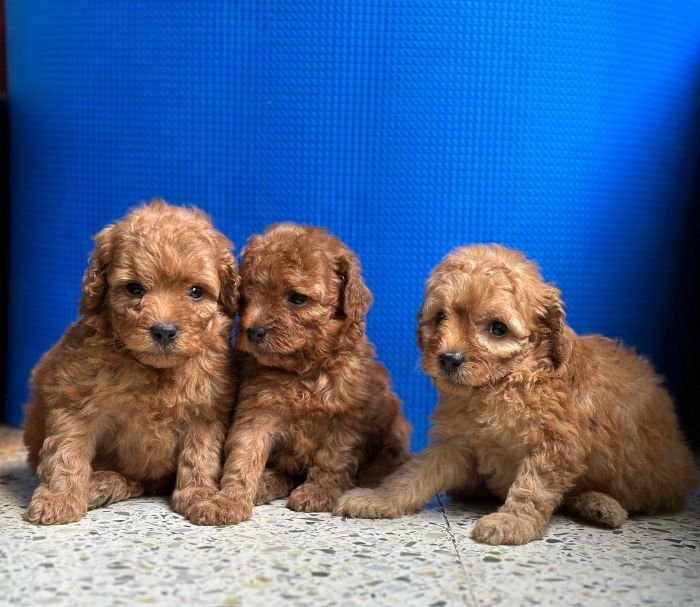 DogsIndia.com - Poodle - Gururaj
