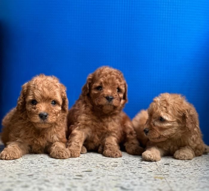 DogsIndia.com - Poodle - Gururaj