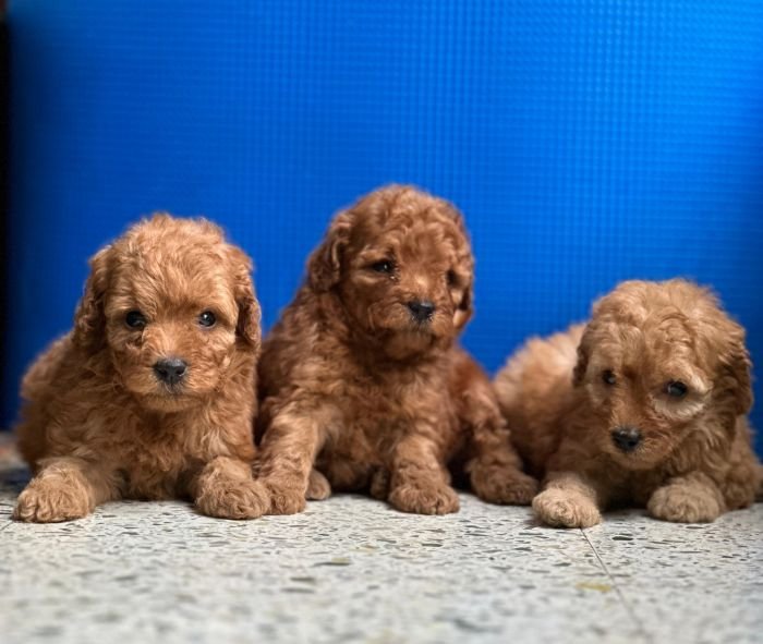 DogsIndia.com - Poodle - Gururaj
