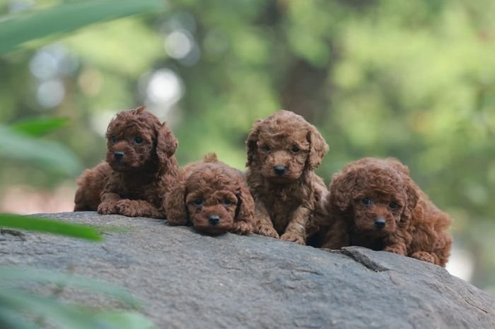 DogsIndia.com - Poodle - Gururaj