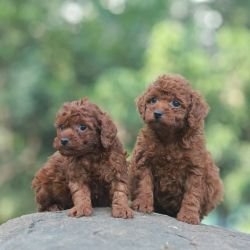 DogsIndia.com - Poodle - Gururaj